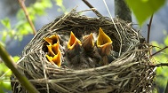 nest jonge vogels