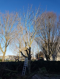 verwijdering takken kastanje