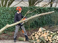 verwijdering takken kastanje