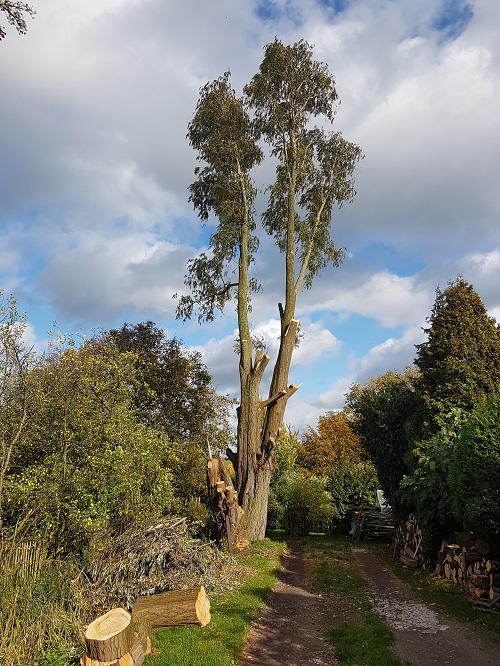 een derde van de boom is weg