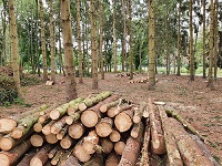 houtstapeltje en klein overzicht van het bos