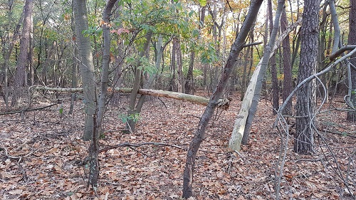 dode bomen, verrot en afgebroken