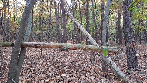 hangend dood hout