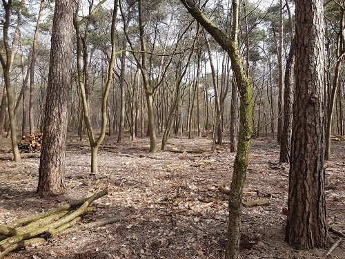 ruimte in het bos