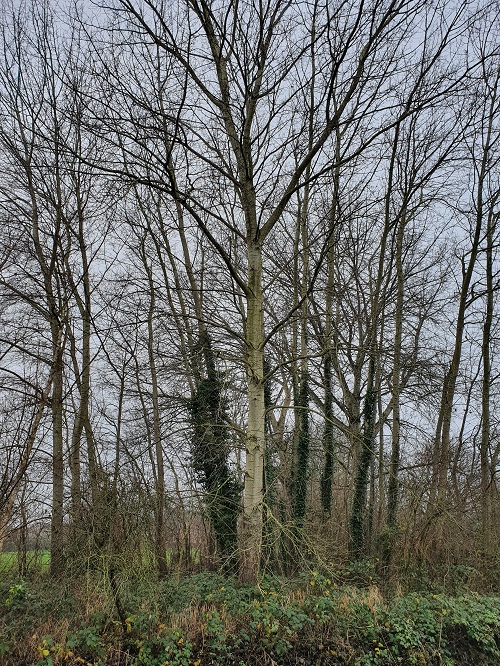 vooraf populier vanaf de straat