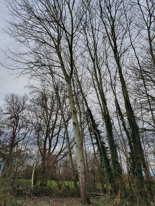 aanzicht met takken er deels uit vanaf de straat