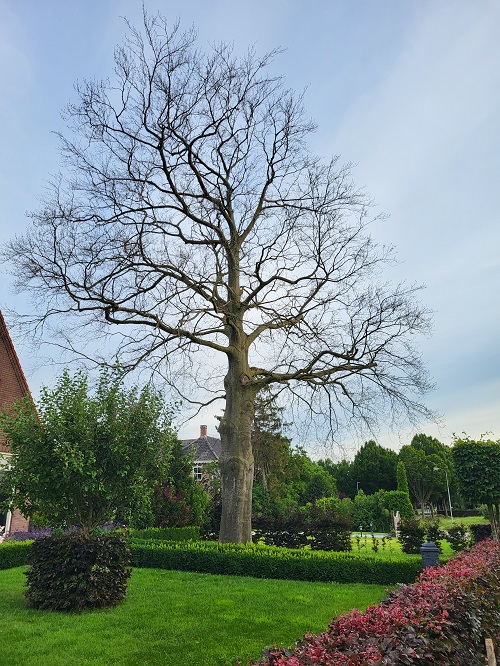 dode rode beuk van ongeveer 100 jaar oud