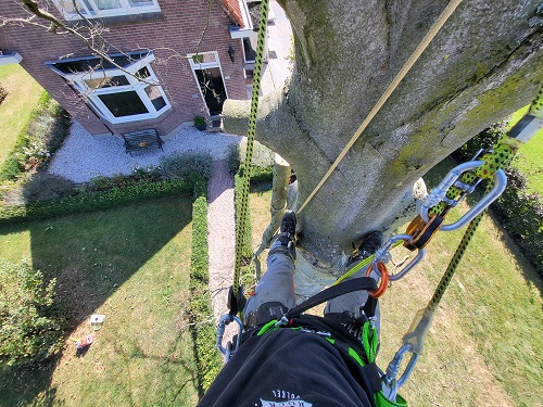 klimmend de takken verwijderen, boven aanzicht