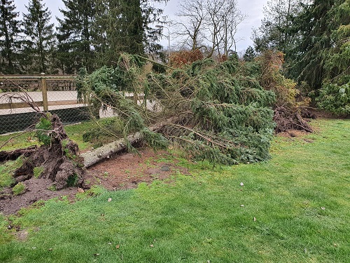 stormschade, boom 1