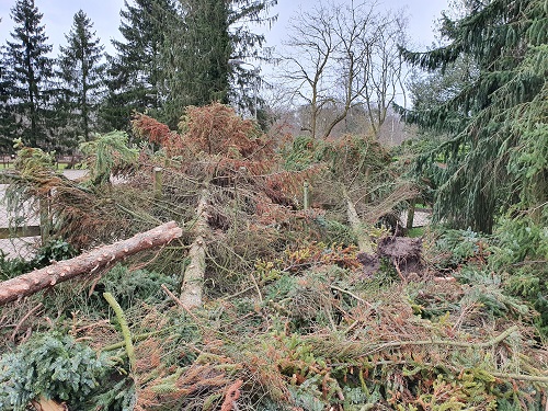 stormschade, blijkt om 3 bomen te gaan