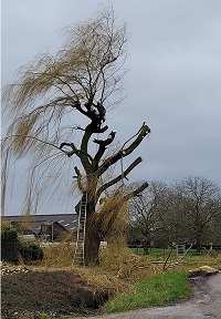 treurwilg klimmend innemen