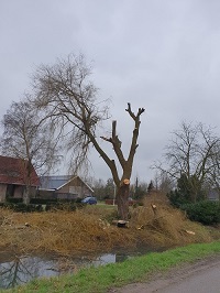 laatste deel van gesnoeide treurwilg