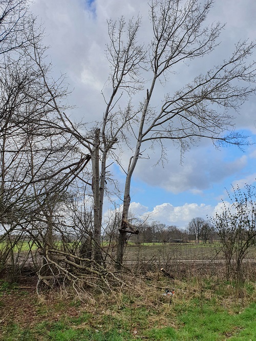 clubje van 4 bomen op de hoek van het huis