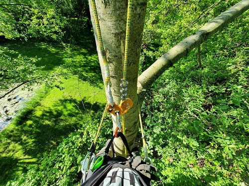 overzichtje uit de boom