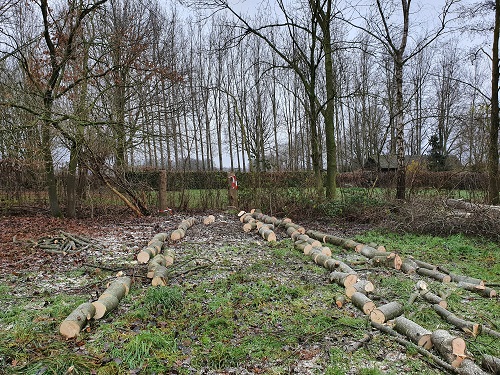 groepje ratelpopulieren weg