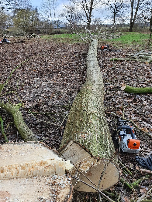 ratelpopulier tegen de grond